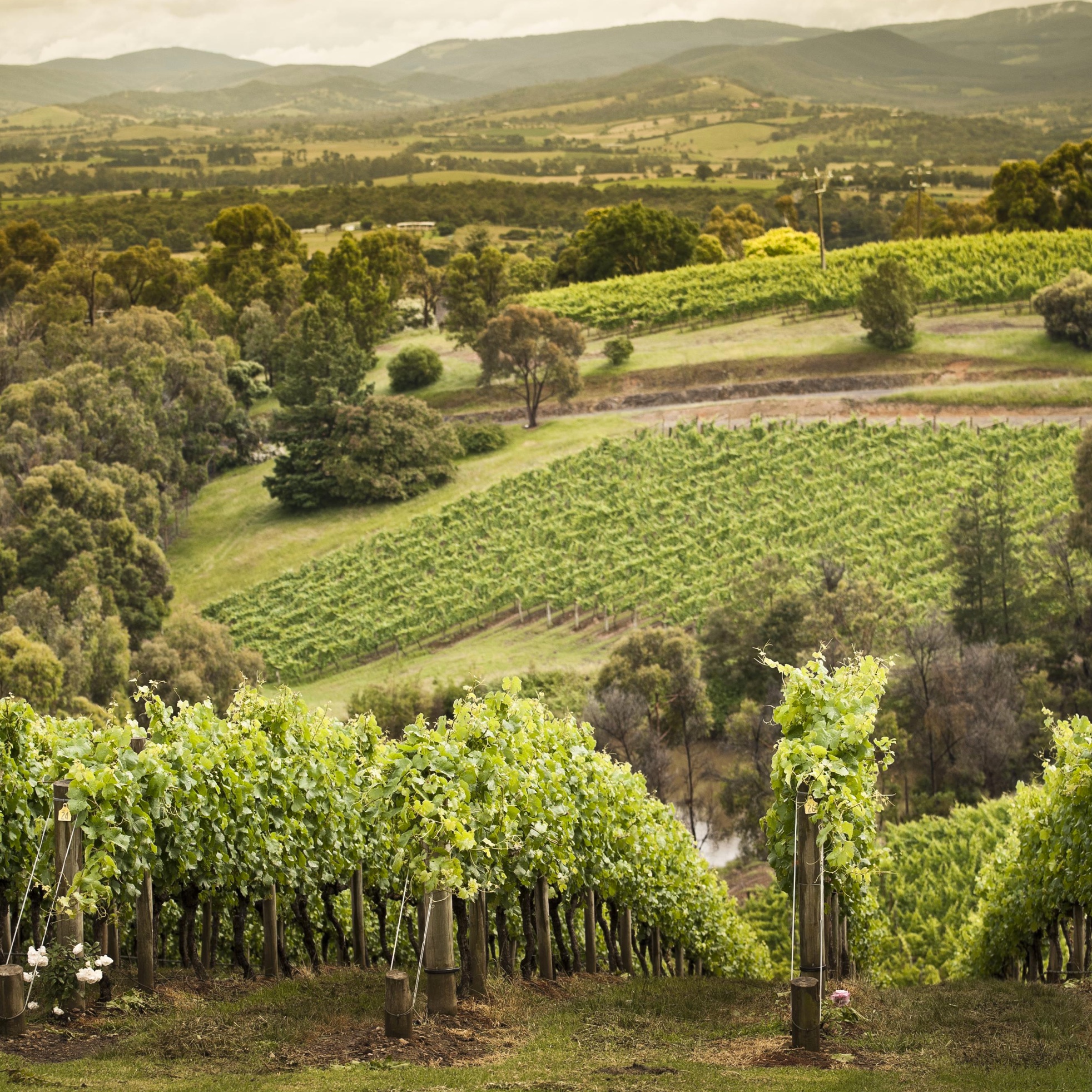 project link image for Treasury Wine